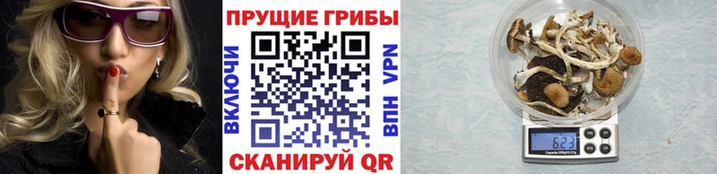Галлюциногенные грибы Psilocybe  магазин продажи наркотиков  Асбест 